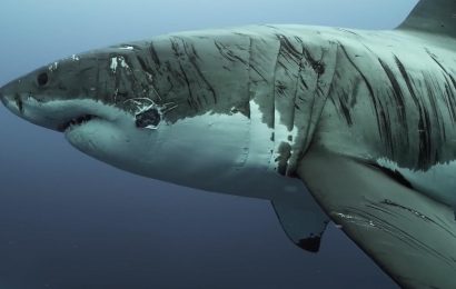 'World's most battered' great white shark seen covered in scars and bite marks in incredible video