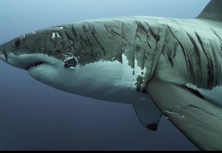 'World's most battered' great white shark seen covered in scars and bite marks in incredible video