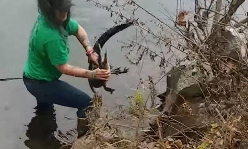 Alligator rescued from Pennsylvania river despite species not living in the state