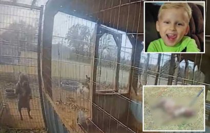 Boy, 4, has ENTIRE ARM ripped off by his grandmother's pit bull after reaching into pen to pet beast's puppies