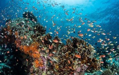 Fish SONGS recorded for first time on restored Indonesian atoll