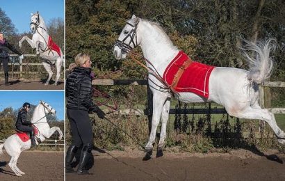 Tuli the &apos;untrainable&apos; horse sold for £1 and is now a dressage master