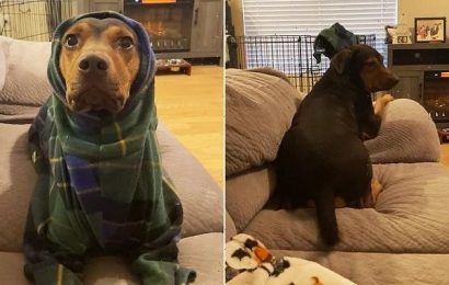Video shows chilly dog staring at owner until she puts on his pajamas