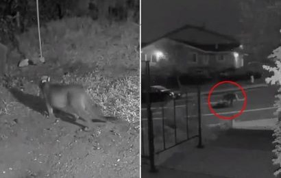 Aggressive mountain lions fight to death on a suburban street in CA
