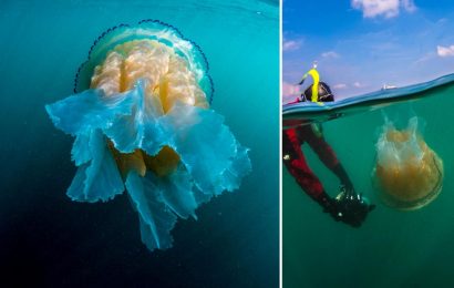 Giant jellyfish up to a METRE across invade British waters just as families head to beach for Easter holidays