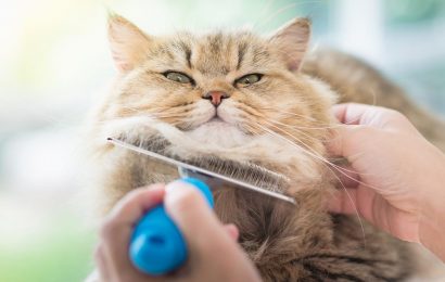 I'm a professional cat groomer – here are my six tips to help you keep your moggy looking magnificent
