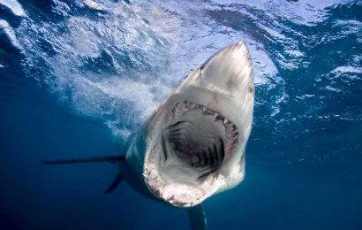 Shark attacks to be renamed 'negative encounters' & 'bites' to change deadly predators' image, say scientists