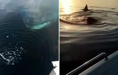 Terrifying moment huge 25ft-long shark stalks dad and son's boat during fishing trip off Cornish coast