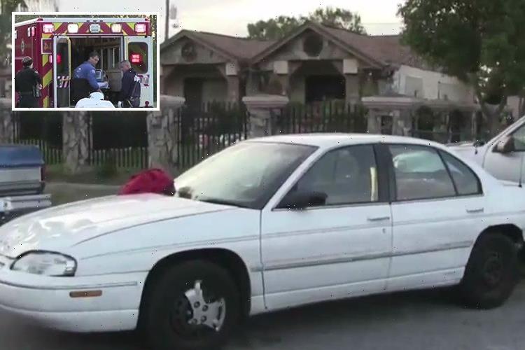Woman run over by her own car after trying to escape a raging cat that leaped into the vehicle to attack her