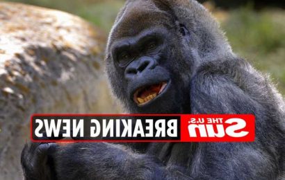 World's oldest gorilla Ozzie dead at 61 – Primate dies at Atlanta zoo months after testing positive for Covid