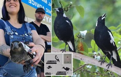 Magpies remove sophisticated GPS harnesses, infuriating scientists