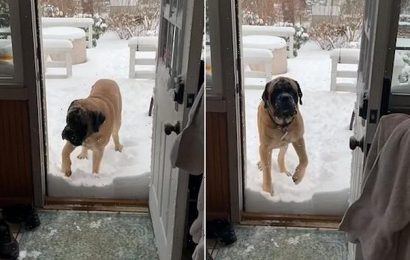 VIDEO: 200lb dog is afraid of some snow