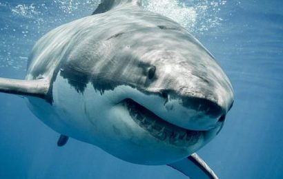 Another SHARK ATTACK at one of Sydney&apos;s most popular beaches