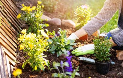 I’m a gardening expert – the exact time to start planting your garden
