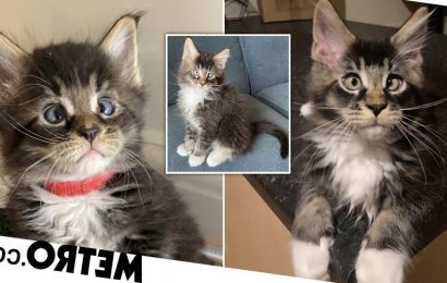 Meet Red, the cross-eyed Maine Coon kitten who will steal your heart