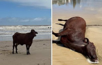 &apos;Moron&apos; spooked flood surviving cow who was shot dead by cops
