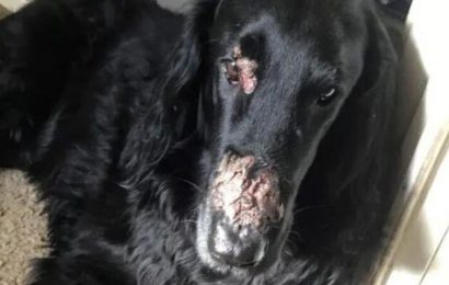 Shocking images show horrific burns on dog’s face – warning to owners over toxic plant