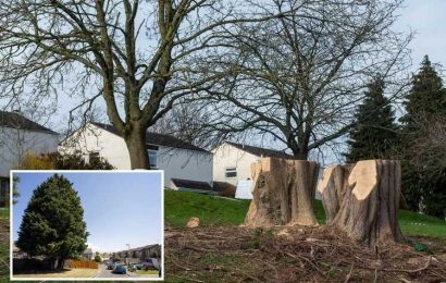 We’re furious after council classed two 70ft trees as a hedge and chopped them down after ONE neighbour complained