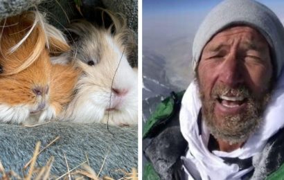‘A day of great sadness!’ Ben Fogle shares tears after the death of beloved family pets