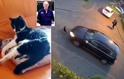 Delivery driver appears to &apos;deliberately&apos; run over cat