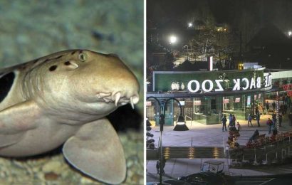 Girl, 12, bitten by shark while she was feeding stingrays in touch tank at a zoo
