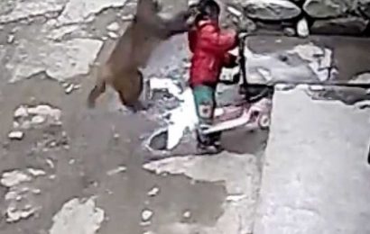 Horror moment toddler is ‘kidnapped’ by a MONKEY and dragged away as she played