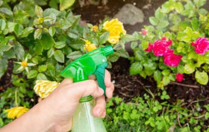 I'm a gardening pro – my simple DIY pesticide with just two kitchen items