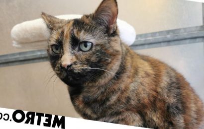 Sweet elderly cat Daisy has been searching for a home for 263 days