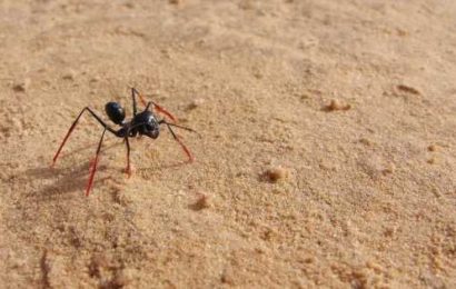 Cleaning fans reveal £1 hack to get rid of ants in your garden