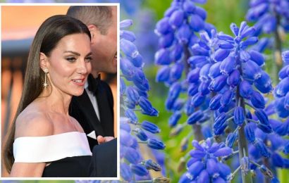 Hidden meaning behind Kate Middleton’s favourite flower – ‘the most powerful scent’
