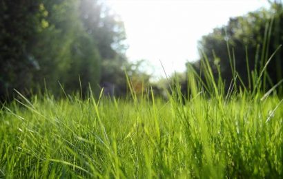 I’m a gardening expert – why growing your grass longer in spring prevents weeds & the exact height to aim for