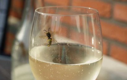 I'm a pest expert and here are the simple steps to banish wasps from your house this summer