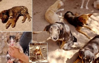 Morocco animal shelter forced to relocate after 12 dogs killed