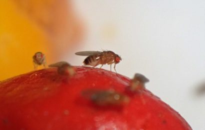 I'm a gardening expert – my 65p plant hack will banish pesky flies from your home this summer | The Sun