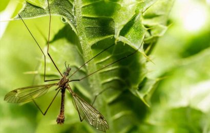 I’m a gardening expert – here's how to repel mosquitos using five kitchen ingredients you'll have in your cupboard