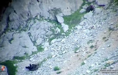 Mother bear defends her cub in death fight with 500lb male in Spain
