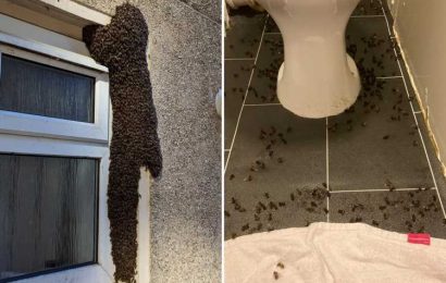 My daughter, 9, and I are living in fear after BEES took over our home – they cover the floor and walls, it's terrifying | The Sun