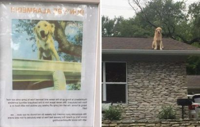 ‘Please do not knock’ Owner forced to put up sign explaining why dog is always on ROOF