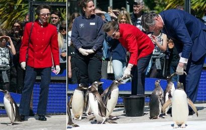 Smiling Princess Anne feeds the penguins at Edinburgh Zoo