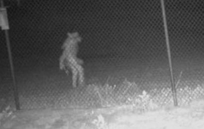 Terrifying picture shows strange unidentified creature roaming through Texas zoo leaving city dumbfounded | The Sun