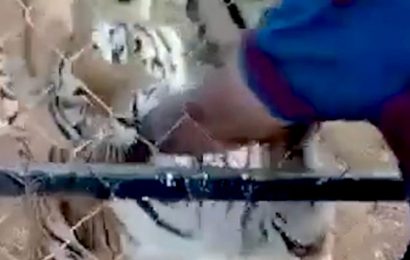 Zookeeper dies after tiger savages his arm in horrifying video after he stuck his hand through fence | The Sun