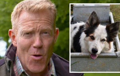 Countryfile’s Adam Henson’s candid admission on finding sheepdog after Peg’s retirement