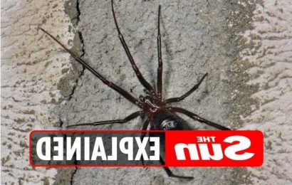 How to get rid of false widow spiders in your home – The Sun | The Sun
