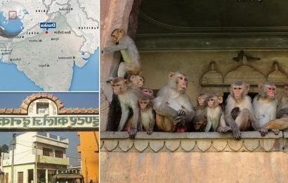 Monkey throws four-month-old baby boy to his death in India