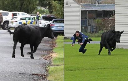 NZ police cop it from rampaging cow running through a suburban street