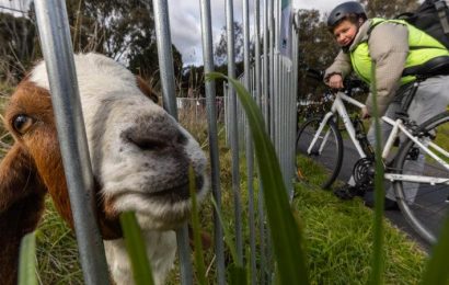 No kidding, grazing goats arrive at Royal Park in bid to bolster lizard habitat