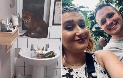 A couple were left petrified after a fox broke into their home