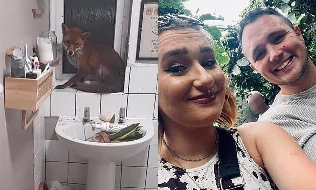 A couple were left petrified after a fox broke into their home