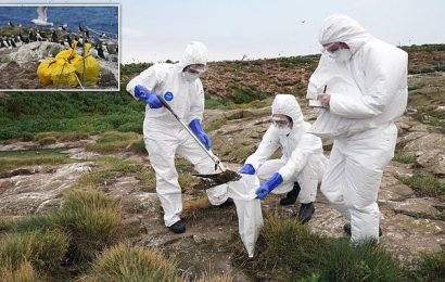Avian flu outbreak leaves thousands of wild birds dead