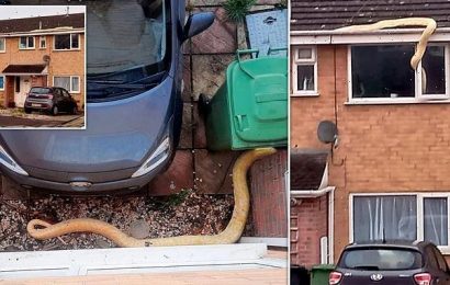 Burmese python tries to break into Southampton home